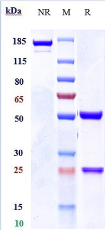 WB - Anti-IL-1RAP / IL-1R3 Reference Antibody (nidanilimab) APR10161